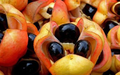 Jamaican Ackee