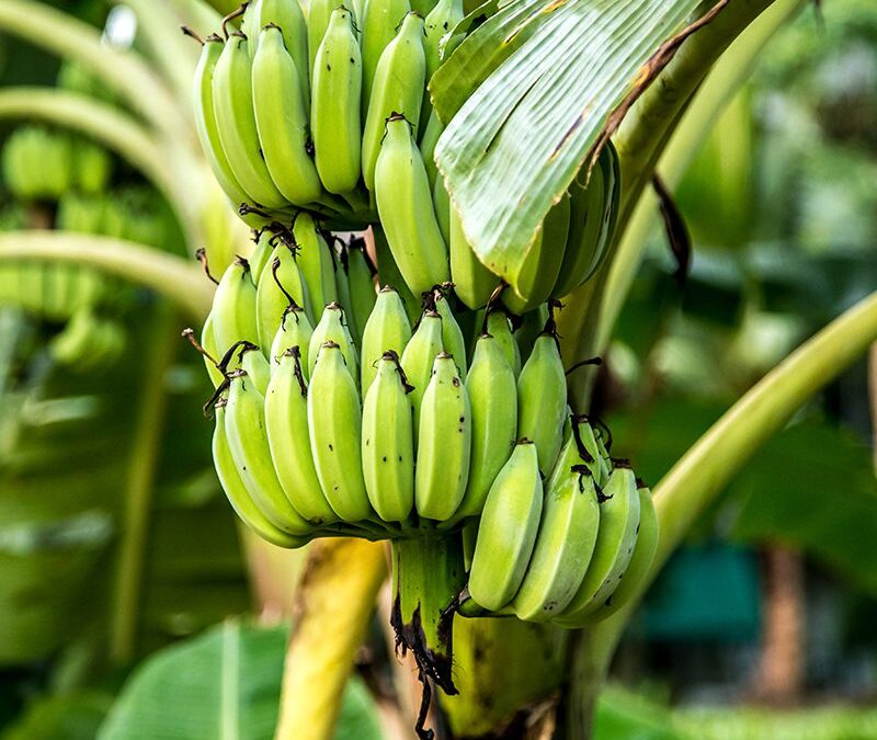 Bananas