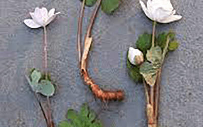Blood Root