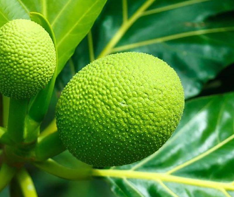 Breadfruit