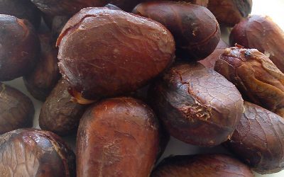 Bread Nut