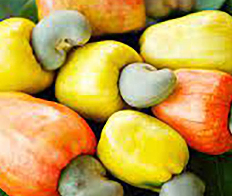 Cashew
