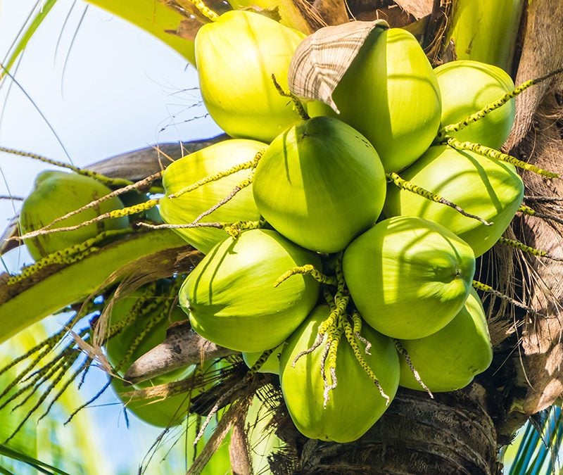Coconuts