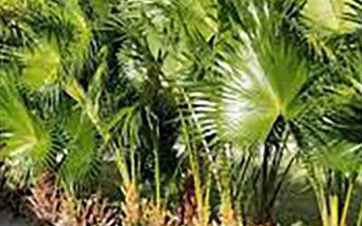 Fan Palm