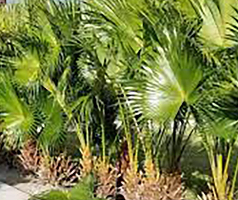 Fan Palm