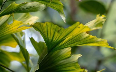 Fishtail Palm