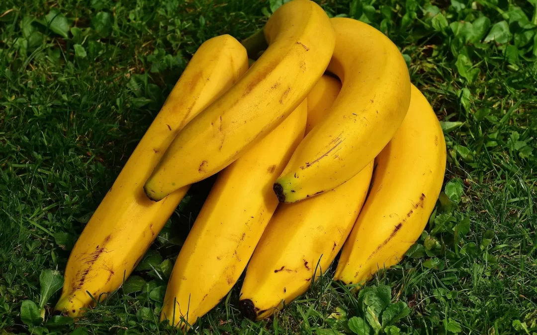 Gros Michel Banana