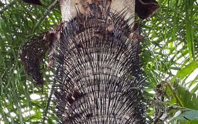 Macaw Palm