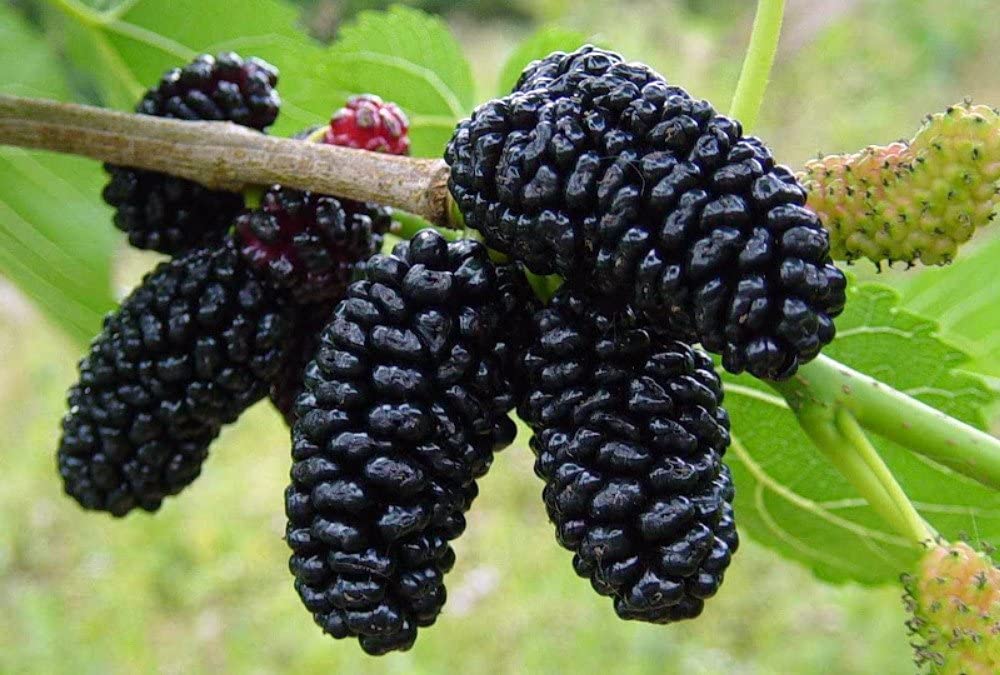 Mulberry
