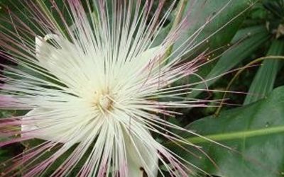 Poison Tree