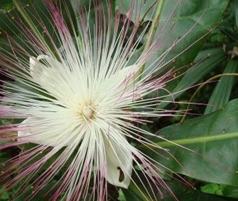 Poison Tree