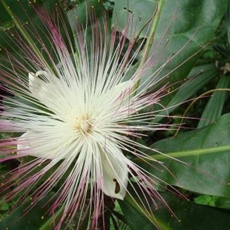 Poison Tree Coco Hill Forest   Poison Tree Plant  