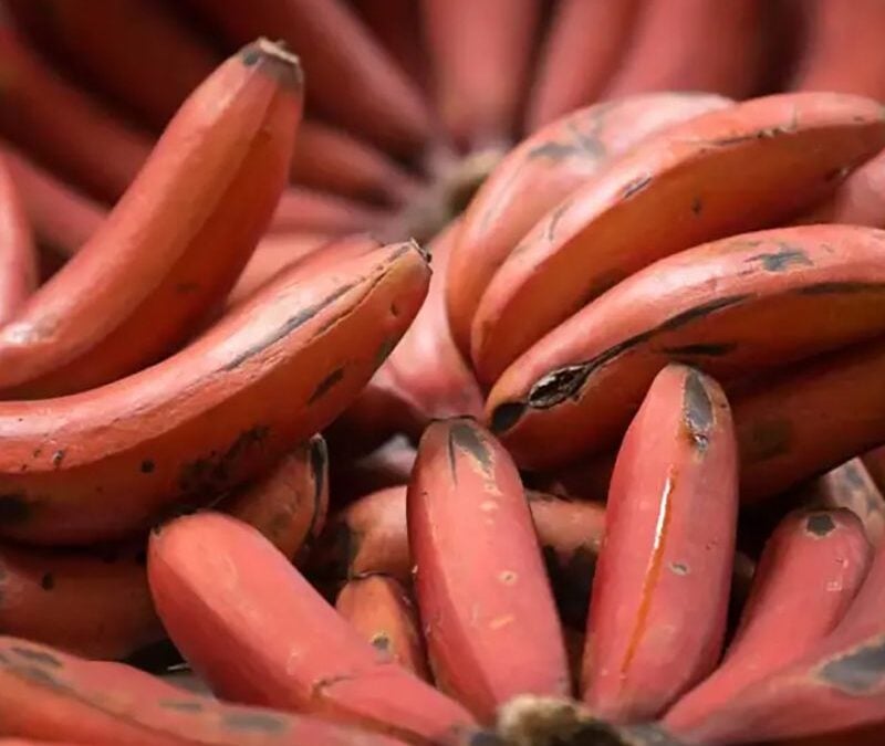 Red Banana