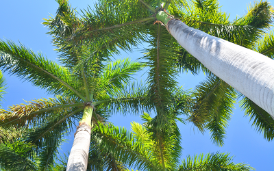 Royal Palm