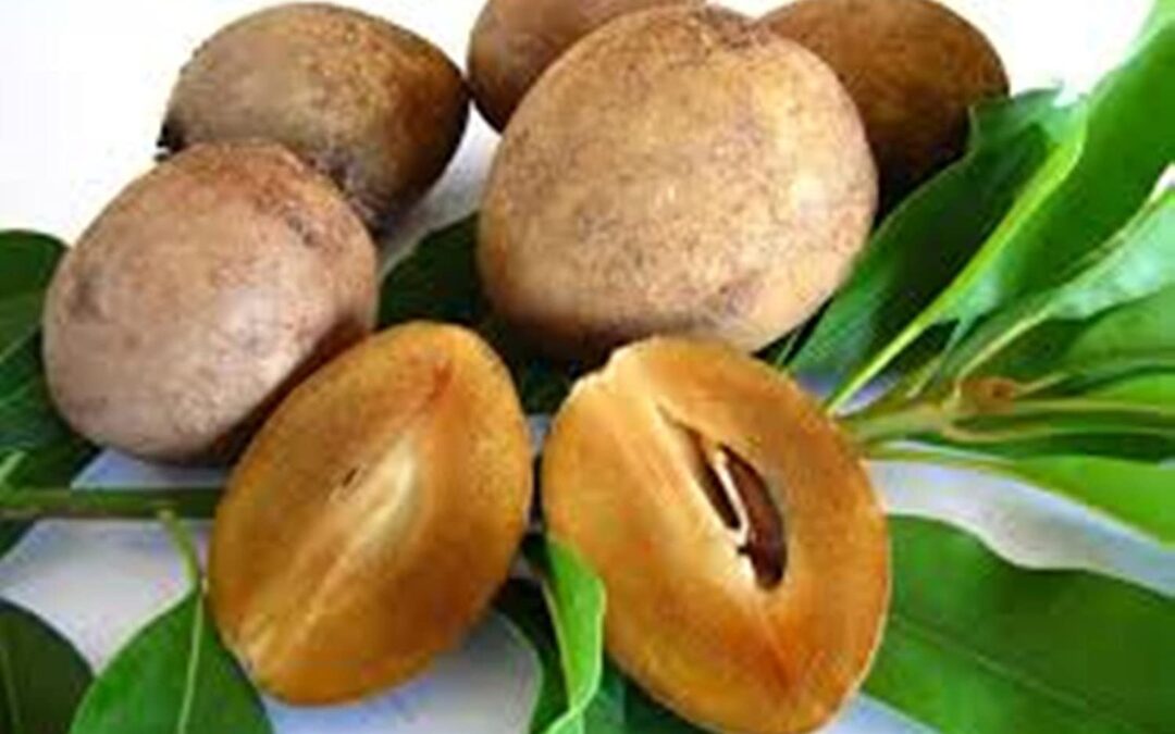 Sapodilla