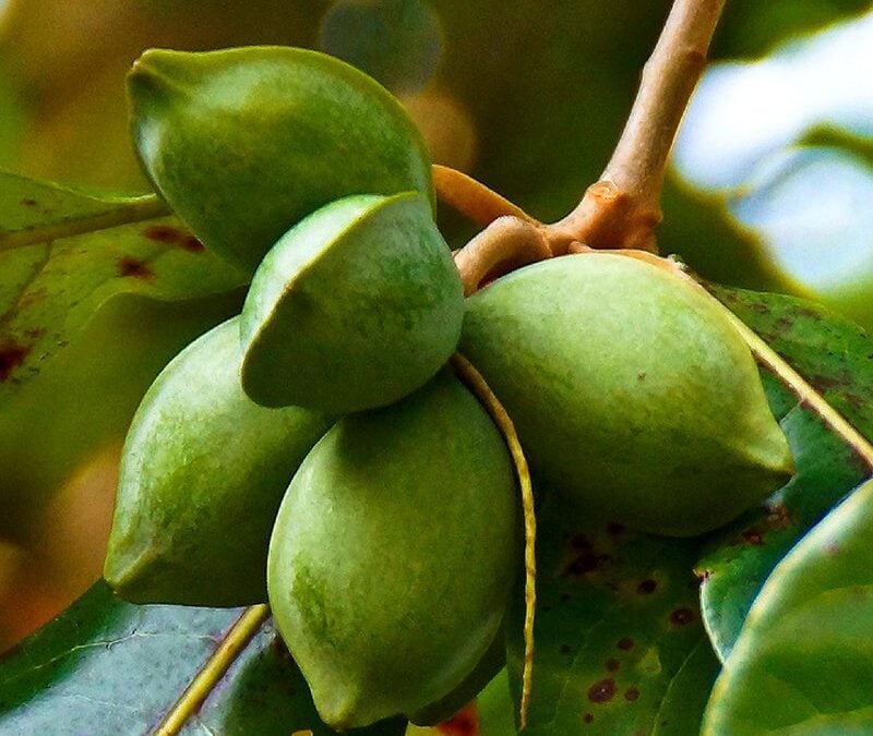 Sea Almond