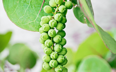 Sea Grapes