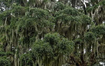 Spanish Oak