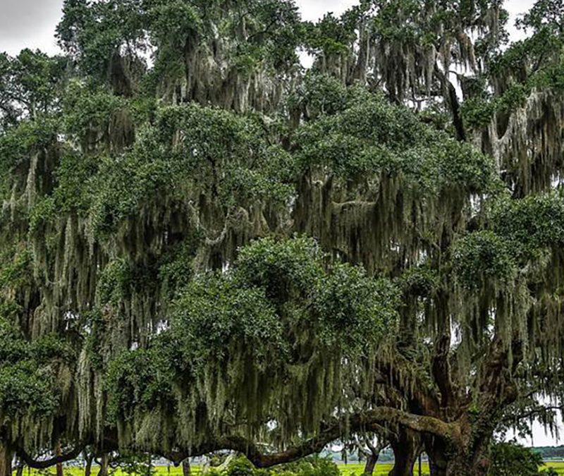 Spanish Oak