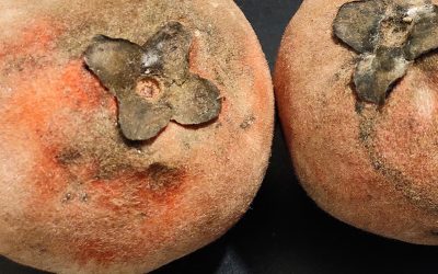 Velvet Apples