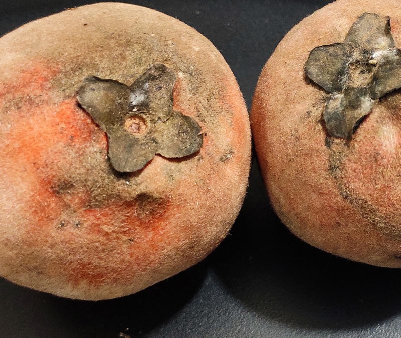 Velvet Apples
