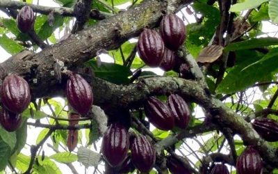 Wild Chocolate