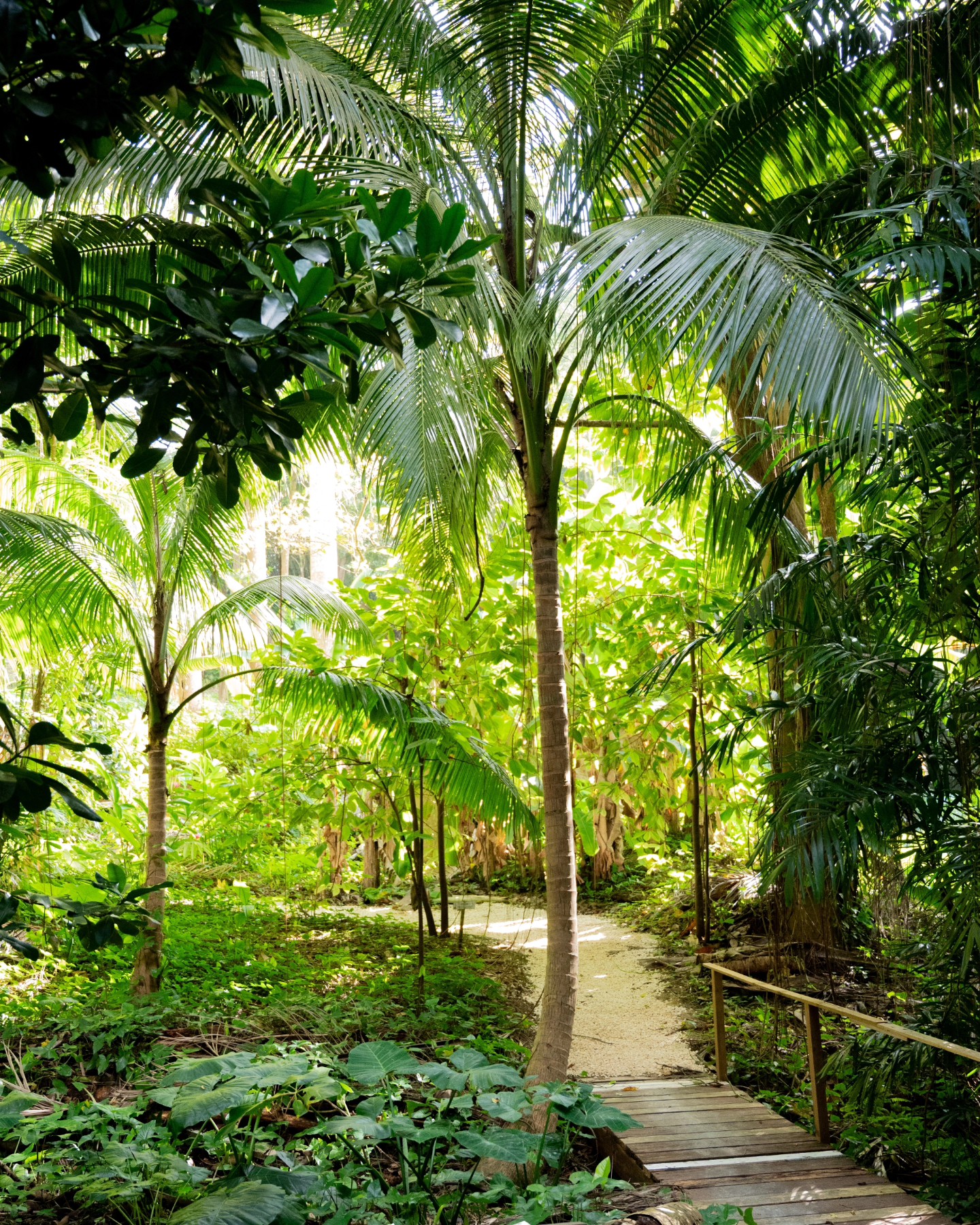 cocohill forest